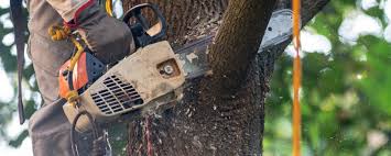 Best Tree Mulching  in Skyline, AL