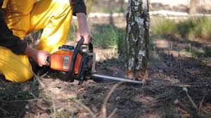 How Our Tree Care Process Works  in  Skyline, AL