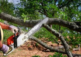 Best Lawn Disease Treatment  in Skyline, AL