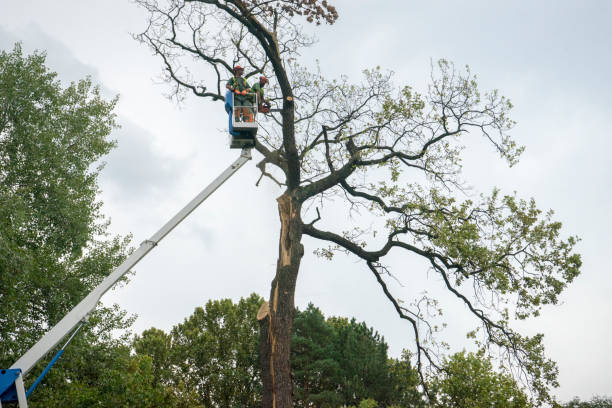 Best Storm Damage Tree Cleanup  in Skyline, AL