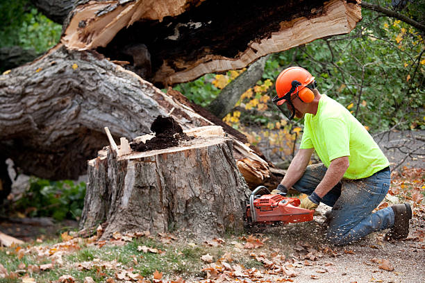  Skyline, AL Tree Removal Pros