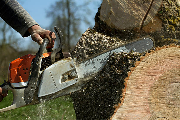 Best Emergency Tree Removal  in Skyline, AL